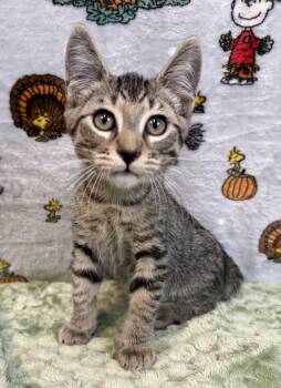 261426  Otis -  Domestic Short Hair Cat for Adoption in Wetumpka, Alabama - 261426  Otis | PetCurious