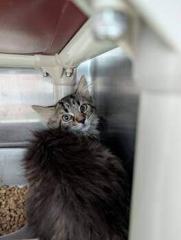 Targa - At shelter -  Domestic Short Hair Cat for Adoption in Rustburg, Virginia - Targa - At Shelter | PetCurious