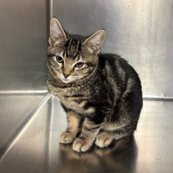 Rescue Domestic Short Hair Cats for Adoption in Tulsa, Oklahoma - Story | PetCurious