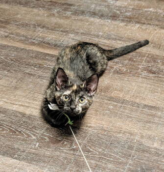 Rescue Domestic Short Hair Cats for Adoption in Hanover, Pennsylvania - Olivia | PetCurious