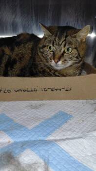 Rylo -  Domestic Short Hair Cat for Adoption in Cincinnati, Ohio - Rylo | PetCurious