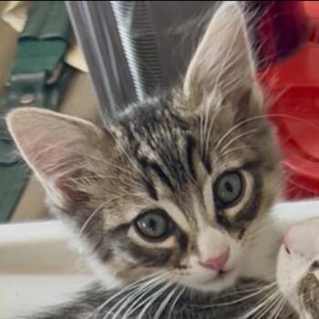 Dane -  Domestic Short Hair Cat for Adoption in Pleasant Hill, California - Dane | PetCurious