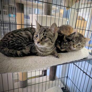Domestic Short Hair Cats Available for Adoption - Jane | PetCurious