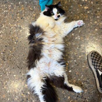 Smudge -  Domestic Long Hair and Maine Coon Cat for Adoption in Louisville, Kentucky - Smudge | PetCurious