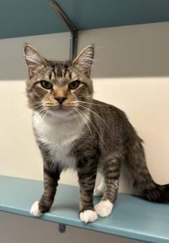 Frankie -  Domestic Medium Hair Cat for Adoption in Arlington, Vermont - Frankie | PetCurious