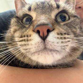 Zinc -  Domestic Short Hair Cat for Adoption in Murray, Utah - Zinc | PetCurious