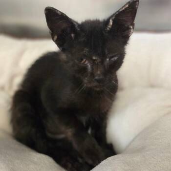 Lily Meownster -  Domestic Short Hair Cat for Adoption in Houston, Texas - Lily Meownster | PetCurious