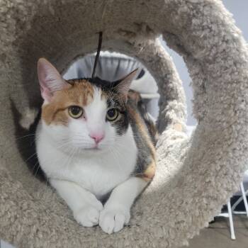 Rescue Domestic Short Hair Cats for Adoption in Cabot, Arkansas - Penelope | PetCurious