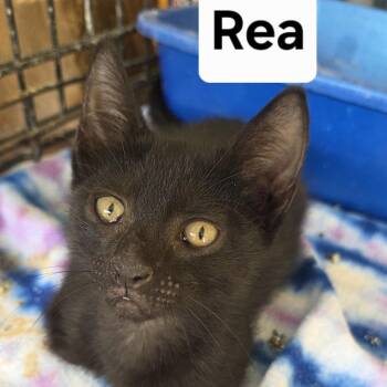 Rea -  Domestic Short Hair Cat for Adoption in NEW PT RICHEY, Florida - Rea | PetCurious