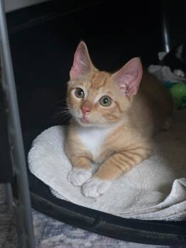 Taft -  Tabby and Domestic Short Hair Cat for Adoption in Shrewsbury, Massachusetts - Taft | PetCurious