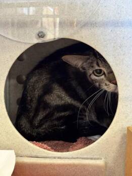 Soup -  Domestic Short Hair Cat for Adoption in Roseville, California - Soup | PetCurious