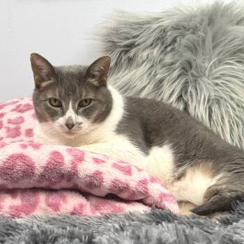 Rescue Domestic Short Hair Cats for Adoption in Zimmerman, Minnesota - Marmalade | PetCurious