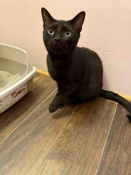 Muffin Man -  Domestic Short Hair Cat for Adoption in West Mifflin, Pennsylvania - Muffin Man | PetCurious