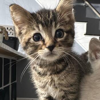 Alphie 2266 -  Domestic Short Hair Cat Available for Adoption in Kansas City, Missouri - Alphie 2266 | PetCurious