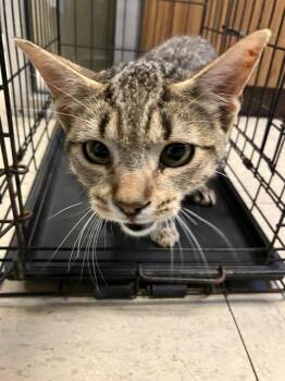 Rescue Domestic Short Hair Cats for Adoption in Stockton, California - EDWARD | PetCurious
