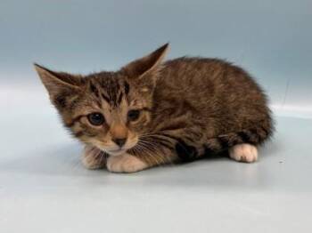 Dash -  Domestic Short Hair Cat for Adoption in Woodbury, Minnesota - Dash | PetCurious