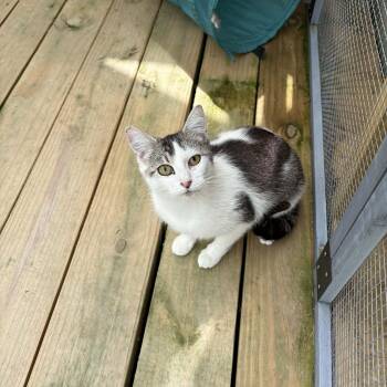 Swan -  Domestic Short Hair Cat for Adoption in Ona, West Virginia - Swan | PetCurious