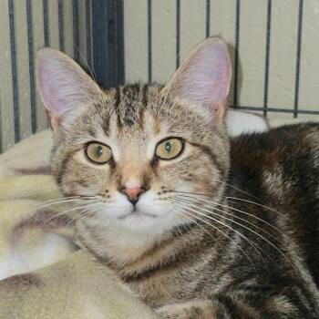 Munchkin -  Domestic Short Hair Cat for Adoption in Hamilton, Ohio - Munchkin | PetCurious
