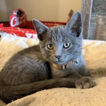 Starstruck -  Russian Blue Cat for Adoption in Bentonville, Arkansas - Starstruck | PetCurious