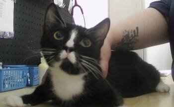 Domestic Short Hair Cats Available for Adoption in Dayton, Minnesota - Grady | PetCurious