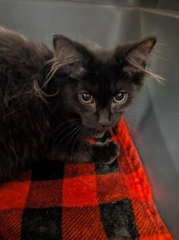 Winnie -  Domestic Long Hair Cat for Adoption in Cincinnati, Ohio - Winnie | PetCurious