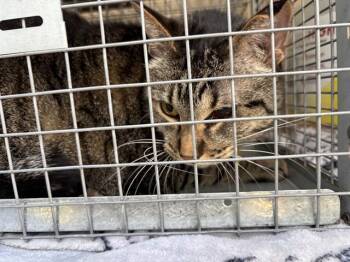 Domestic Short Hair Cats Available for Adoption - COCO | PetCurious