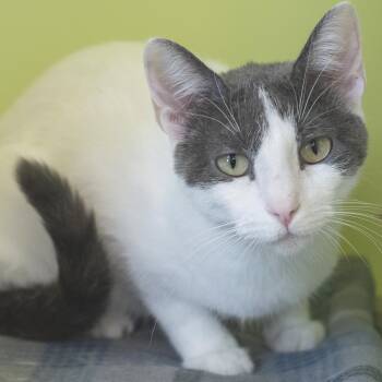 Bailey -  Domestic Short Hair Cat for Adoption in Pontiac, Michigan - Bailey | PetCurious