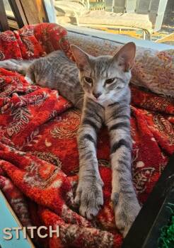 Domestic Short Hair Cats Available for Adoption - Stitch  | PetCurious