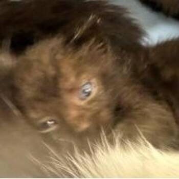 Benson -  Domestic Short Hair Cat for Adoption in West Palm Beach, Florida - Benson | PetCurious