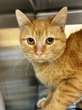 Rescue Domestic Short Hair Cats for Adoption in Wichita, Kansas - Astronomical Peanut | PetCurious