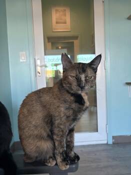 Rescue Dilute Calico Cats for Adoption in Aiea, Hawaii - Mama Doc | PetCurious