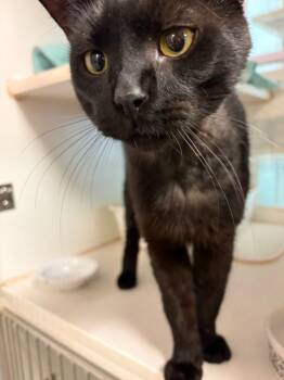 Maverick -  Domestic Short Hair Cat for Adoption in Windsor, Connecticut - Maverick | PetCurious