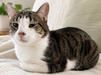 Sailer -  Domestic Short Hair Cat Available for Adoption in Sioux Falls, South Dakota - Sailer | PetCurious