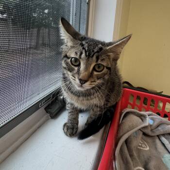 Maurice -  Tabby Cat for Adoption in East Northport, New York - Maurice | PetCurious