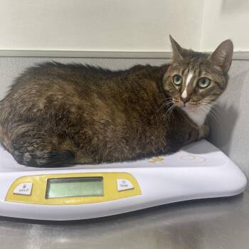 Domestic Short Hair Cats Available for Adoption in Tampa, Florida - Trixie | PetCurious