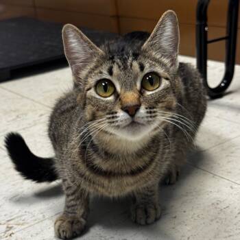 Rescue Domestic Short Hair Cats for Adoption in Clarksdale, Mississippi - Thumbalina | PetCurious