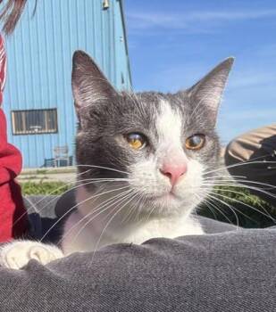Lyle -  Domestic Short Hair Cat for Adoption in Visalia, California - Lyle | PetCurious
