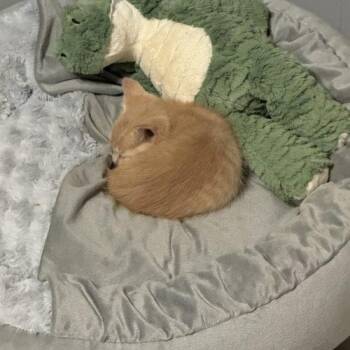 Kia -  Tabby Cat for Adoption in Paulina, Louisiana - Kia | PetCurious