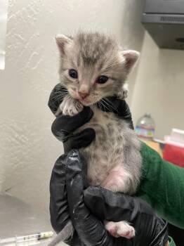 Judge -  Domestic Short Hair Cat for Adoption in Chico, California - Judge | PetCurious