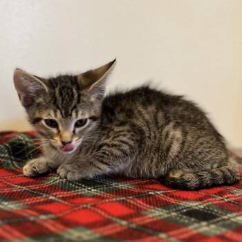 Domestic Short Hair Cats Available for Adoption in Walnut Creek, California - Top Hat | PetCurious