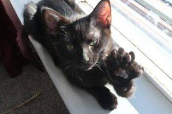 Domestic Short Hair Cats Available for Adoption - Nyx Aka Ducky | PetCurious