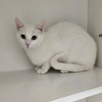 Domestic Short Hair Cats Available for Adoption in Jasper, Indiana - Malibu | PetCurious