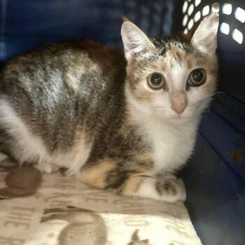 Cleopatty -  Domestic Short Hair Cat for Adoption in Austin, Texas - Cleopatty | PetCurious