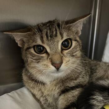 Sweetie -  Domestic Short Hair Cat for Adoption in Lynchburg, Virginia - Sweetie | PetCurious