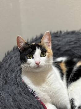 Calico and Domestic Short Hair Cats Available for Adoption - Lisa Frank | PetCurious
