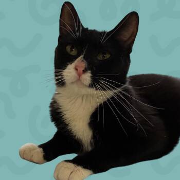 Domestic Short Hair Cats Available for Adoption in Reno, Nevada - White Shadow | PetCurious