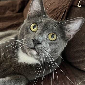 Rescue Domestic Short Hair Cats for Adoption in San Jose, California - Shade | PetCurious