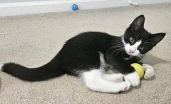 Elvis -  Domestic Short Hair Cat for Adoption in New Hope, Pennsylvania - Elvis | PetCurious