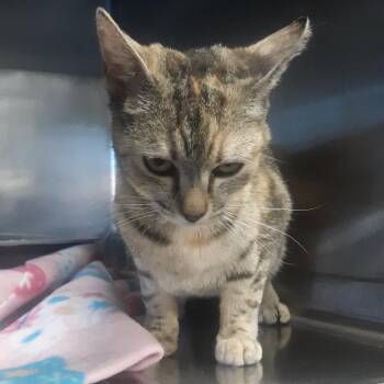 Domestic Short Hair Cats Available for Adoption in Spokane, Washington - Swashbuckler | PetCurious