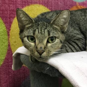Rescue Domestic Short Hair Cats for Adoption in Springfield, Missouri - Tabbytha | PetCurious